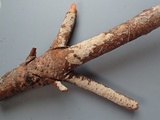 Peniophora cinerea image