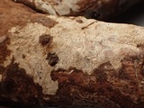 Peniophora cinerea image