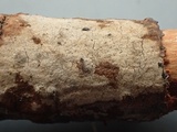Peniophora cinerea image