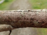 Peniophora cinerea image