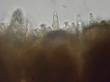 Peniophora cinerea image