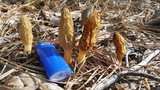 Morchella diminutiva image
