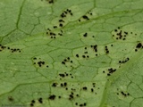 Allodus podophylli image