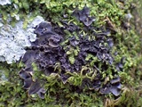 Leptogium cyanescens image