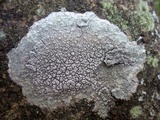 Pertusaria hymenea image