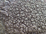 Pertusaria hymenea image