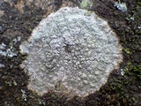 Pertusaria hymenea image