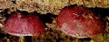 Callistosporium terrigenum image