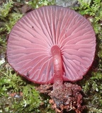 Callistosporium terrigenum image