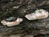 Trametes cubensis image