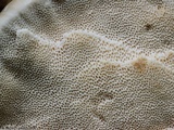 Trametes cubensis image