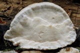 Trametes cubensis image