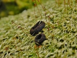 Pseudoplectania nigrella image