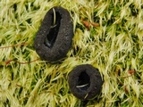 Pseudoplectania nigrella image