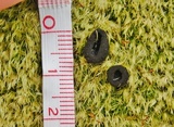 Pseudoplectania nigrella image