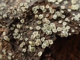 Mollisia benesuada image