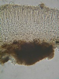 Mollisia benesuada image