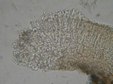 Mollisia benesuada image