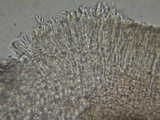 Mollisia benesuada image