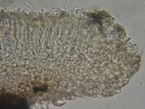 Mollisia benesuada image
