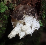 Blumenavia rhacodes image