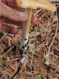 Caulorhiza umbonata image
