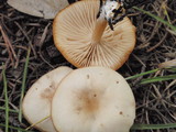 Clitocybe fragrans image