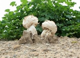 Agaricus texensis image