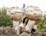 Agaricus texensis image