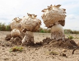 Agaricus texensis image