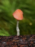 Atheniella adonis image