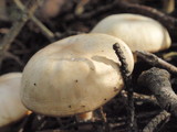 Clitocybe fragrans image