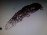 Sistotrema brinkmannii image
