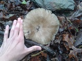 Megacollybia rodmanii image