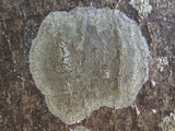 Caloplaca cerina image