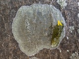 Caloplaca cerina image