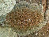 Caloplaca cerina image