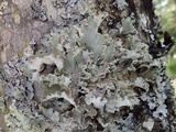 Parmotrema hypoleucinum image