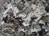 Parmotrema hypoleucinum image