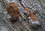 Reticularia lycoperdon image