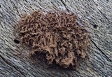 Reticularia lycoperdon image