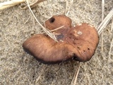Psathyrella ammophila image