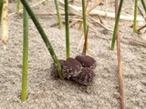 Psathyrella ammophila image