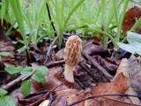 Morchella diminutiva image