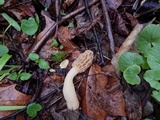 Morchella diminutiva image