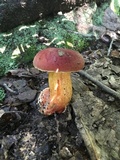 Pulchroboletus sclerotiorum image