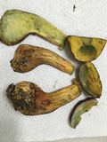 Pulchroboletus sclerotiorum image