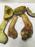 Pulchroboletus sclerotiorum image
