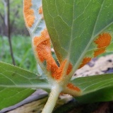 Allodus podophylli image
