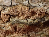 Schizopora paradoxa image